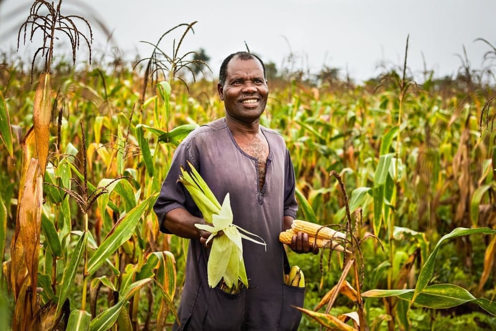 Zambia-Maize-Export.jpg