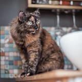 98 - CampingApp_Shooting_Katzen-6.jpg