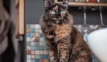 Die Camping App-Katze Pixie reist immer mit