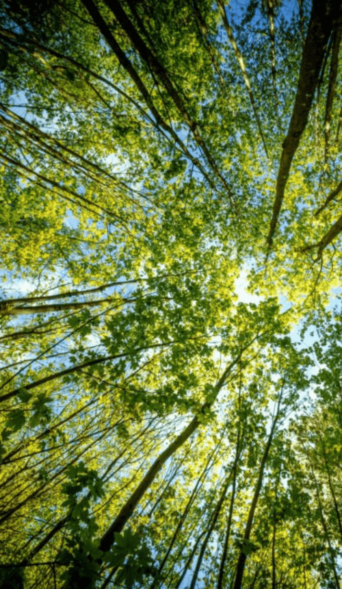 Capture d’écran 2025-07-09 à 13.58.45.png