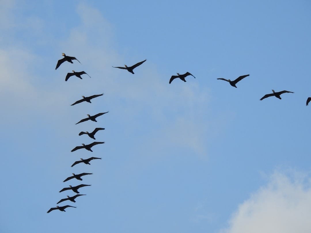 vol d'oiseaux migrateurs, en formation en V