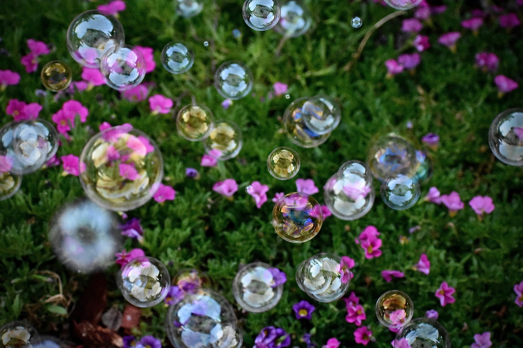 des bulles de savon multicolores volent dans un jardin vert avec de grandes fleurs mauves
symbole de beauté, de douceur, de légèreté et de grâce