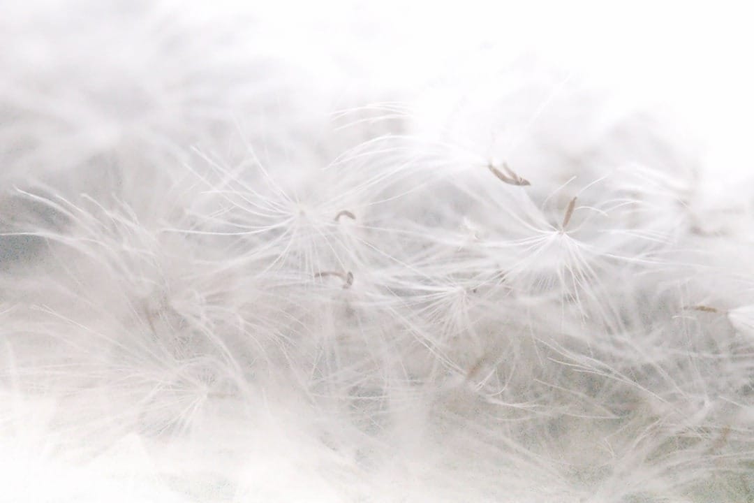 photo de graines de pissenlit, image de la douceur