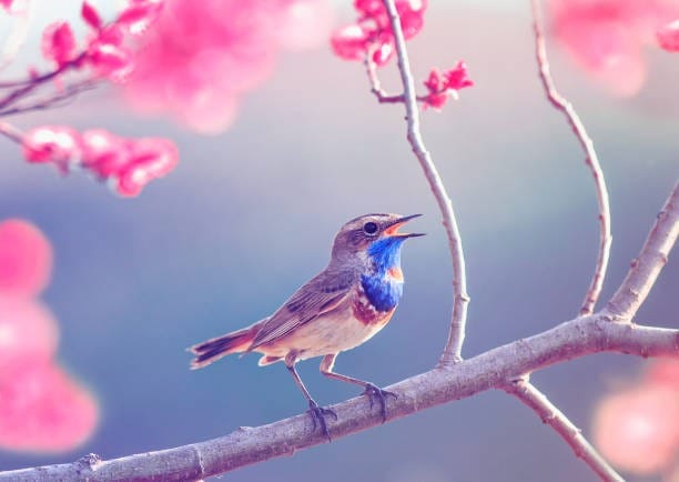 Un petit oiseau au poitrail bleu chante, perché sur la ranche d'un arbre aux fleurs rose vif.