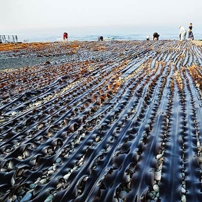Algalicious-Air-Dried-Seaweed.jpg