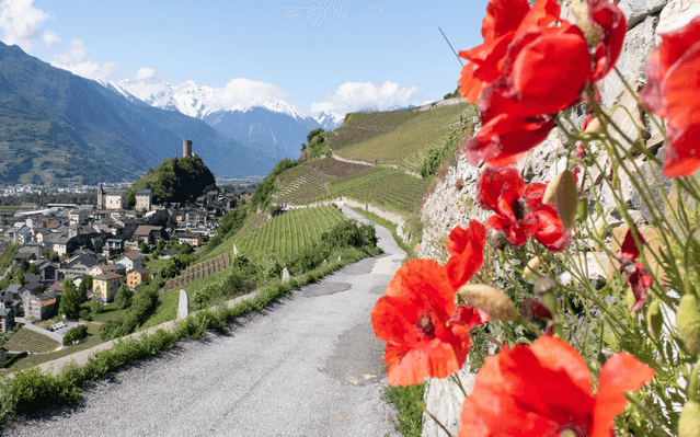 Screenshot 2025-03-06 at 16-15-55 parques publicos sion switzerland - Buscar con Google.png