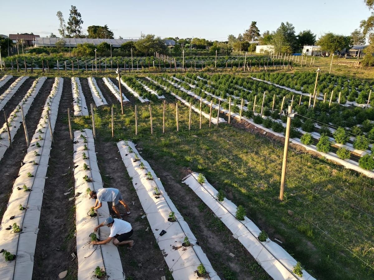 WhatsApp Image 2021-09-02 at 11.08.52.jpeg