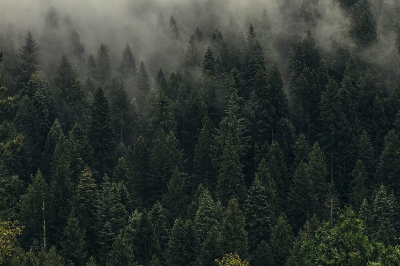 trees1.jpg