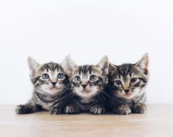 3 kittens