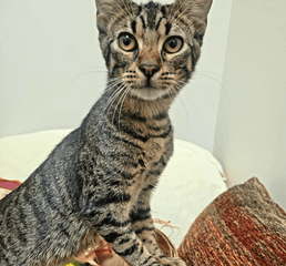 Screenshot 2023-01-10 at 3.21.42 PM.png