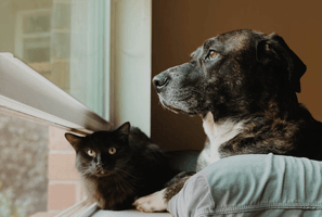 Screenshot 2026-02-03 at 10.45.34 AM.png