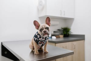 french bulldog head tilt