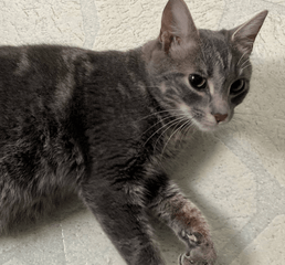 Screenshot 2023-01-10 at 3.24.42 PM.png