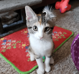 Screenshot 2023-01-10 at 3.24.13 PM.png