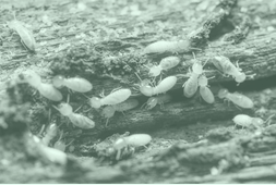 détecter termites.png