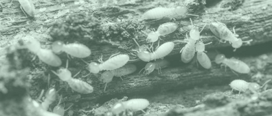 détecter termites.png