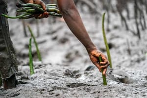 eden-lamu-planting.jpg