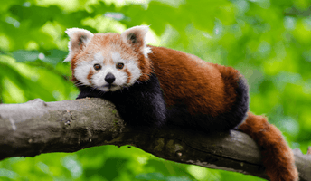 red panda (1).png