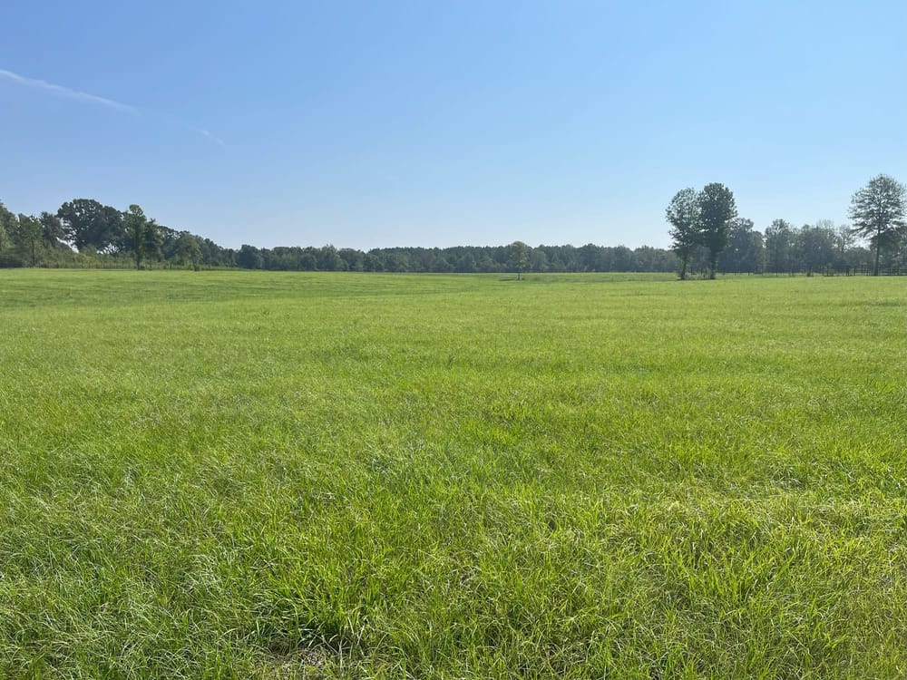 Bahia grass in the spring