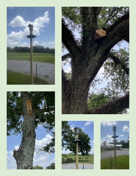 Birdhouses.jpg