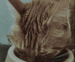 Le nid et l’oiseau - Bande annonce sur Vimeo 4.png