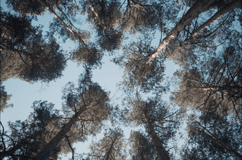 Forêt contre plongée.png