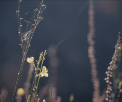 Le nid et l’oiseau - Bande annonce sur Vimeo 6.png