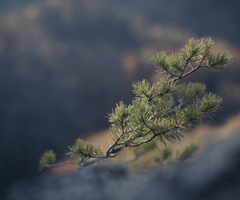 Le nid et l’oiseau - Bande annonce sur Vimeo 5.png