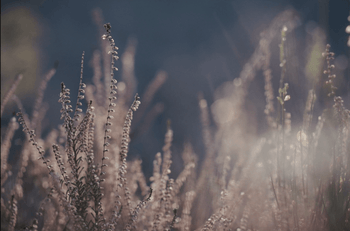 Veauche fleurs 2.png