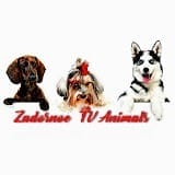 Zadornoe_TV Animals.jpg
