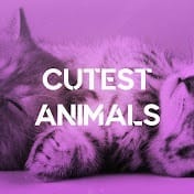 Cutest Animals.jpg