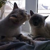 Pachuliki animals cats.jpg