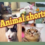 My Animal Shorts 6.jpg