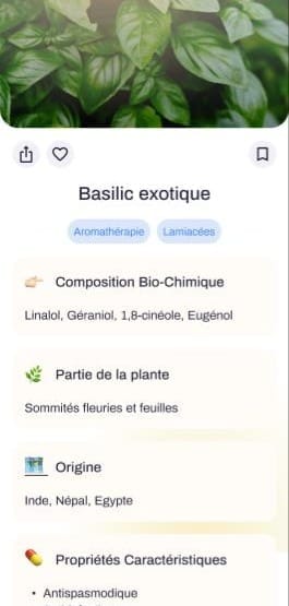 basilic natflow.jpeg