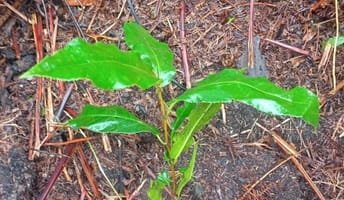 african-cherry-sapling-2 - point 10.jpg