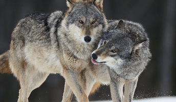 OneSeed Media Site Images.png