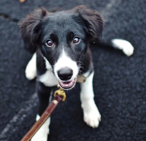 black-and-white-young-dog-sitting-on-pavement-looking-up_900-720_40_600x600.jpg