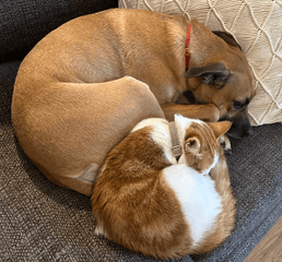 Screen Shot 2023-01-12 at 4.49.59 PM.png