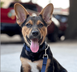 Screen Shot 2023-01-12 at 4.45.02 PM.png