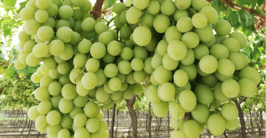 634eaebf938102fad75eef33_Kriegler Farms-p-800.png