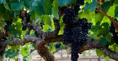 64767b39e983b419bf2b633b_Wine Grapes-p-800.jpg