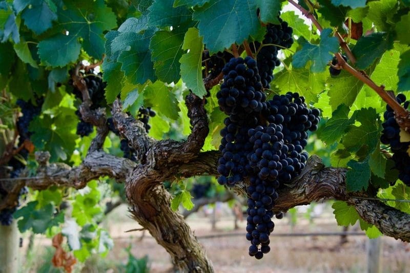 64767b39e983b419bf2b633b_Wine Grapes-p-800.jpg