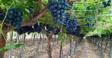 62eb831758e966ebab5765ba_grapes main image_150ppi (2)-p-800.jpg