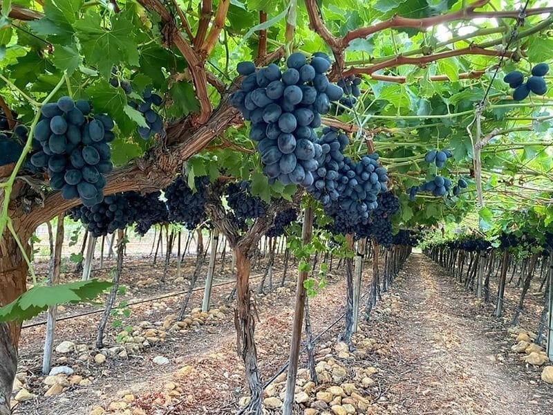 62eb831758e966ebab5765ba_grapes main image_150ppi (2)-p-800.jpg