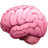 brain (1).png