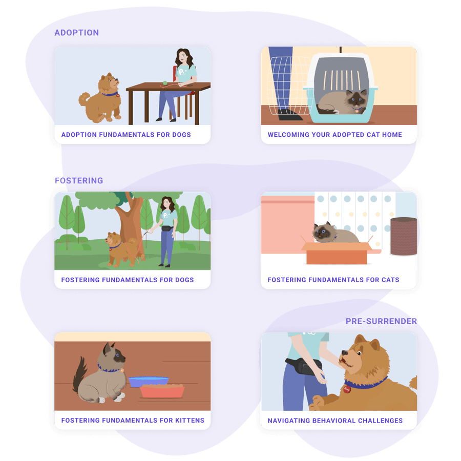 Visual diagram of Petcademy's adoption and fostering courses