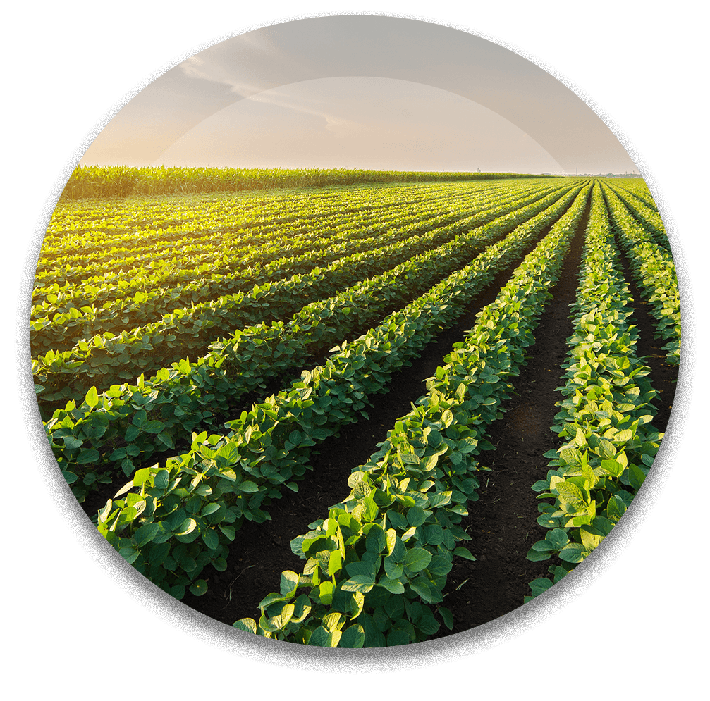 08 agri - forestry.png