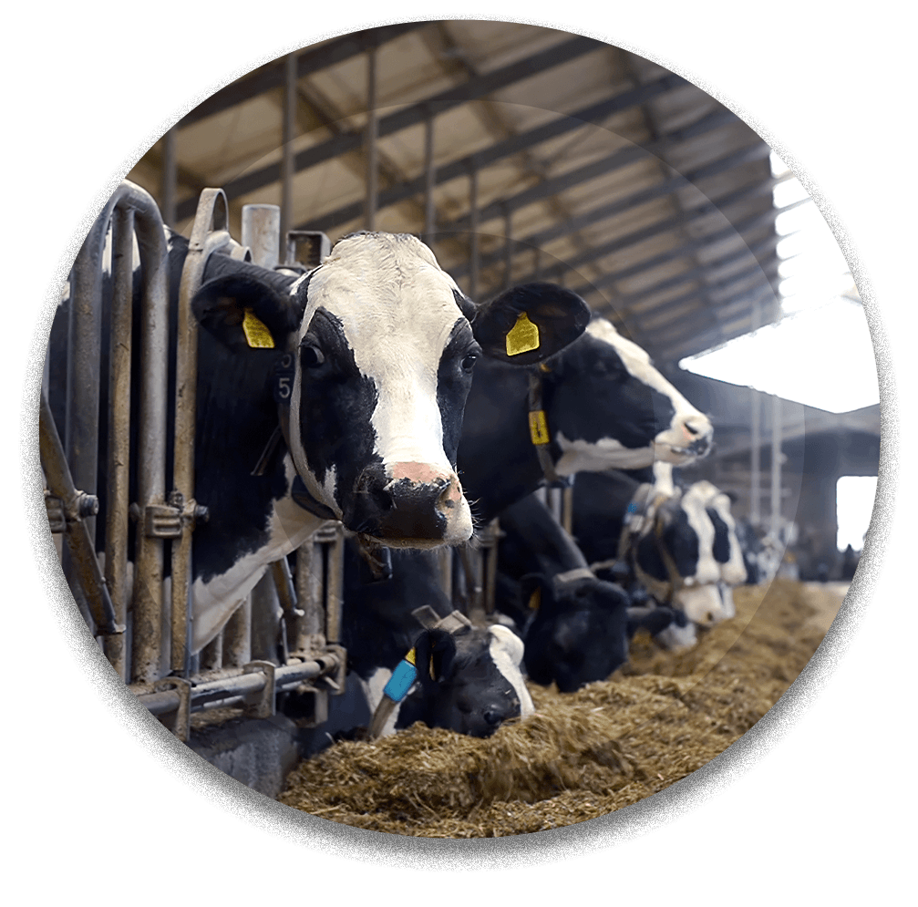 04 agri - livestock.png