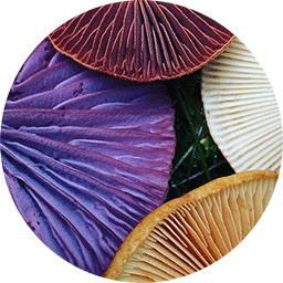 vildenatur logo rund.gif