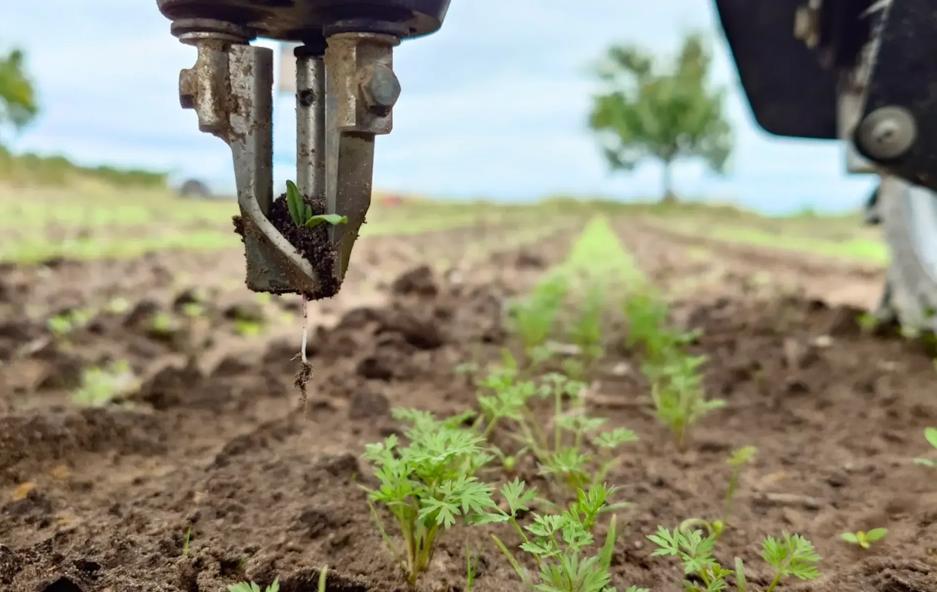 Weader Image 700x1200 (2).webp